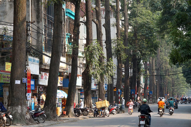 6.700 cây xanh; Hà Nội; chặt hạ