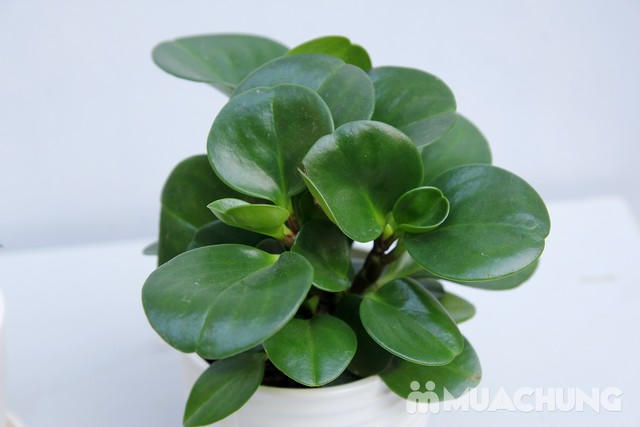 Muốn thăng tiến nhanh, tiền và tài lộc vào bạn hãy để cây này trên bàn