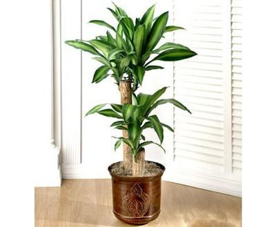 10 loại cây cảnh giúp hút khí độc trong nhà