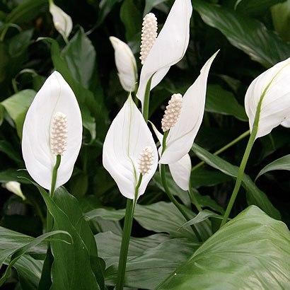 10 loại cây cảnh giúp hút khí độc trong nhà