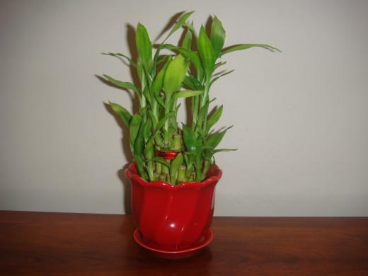 Ném ngay đồ vật này ra khỏi nhà kẻo gia đình ngày càng lụi bại, mâu thuần chồng chất, sớm ly tán