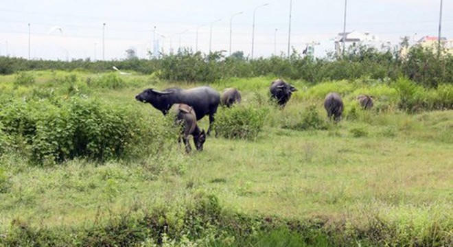 Hà Nội: Hoàn thiện hồ sơ để thực hiện thu hồi đất đối với 5 dự án