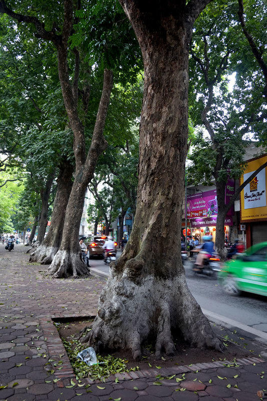 6.700 cây xanh; Hà Nội; chặt hạ