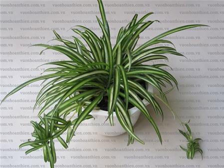 10 loại cây cảnh giúp hút khí độc trong nhà