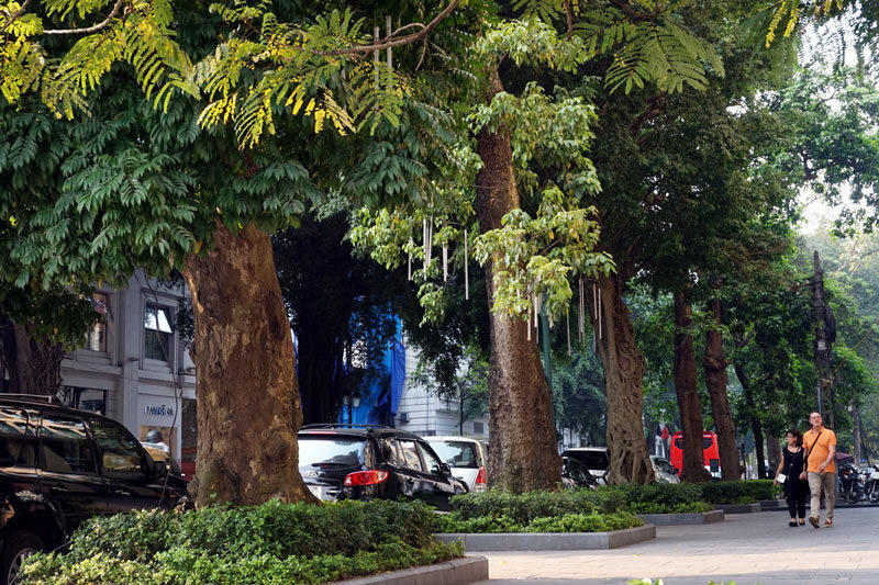 6.700 cây xanh; Hà Nội; chặt hạ