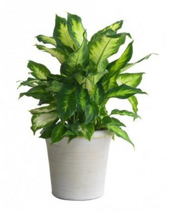 10 loại cây cảnh giúp hút khí độc trong nhà