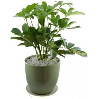 10 loại cây cảnh giúp hút khí độc trong nhà