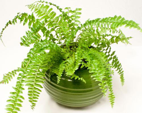 10 loại cây cảnh giúp hút khí độc trong nhà