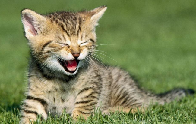 Đừng quên tuần mới có nhiều mã chứng khoán được nhiều người trông đợi lên sàn