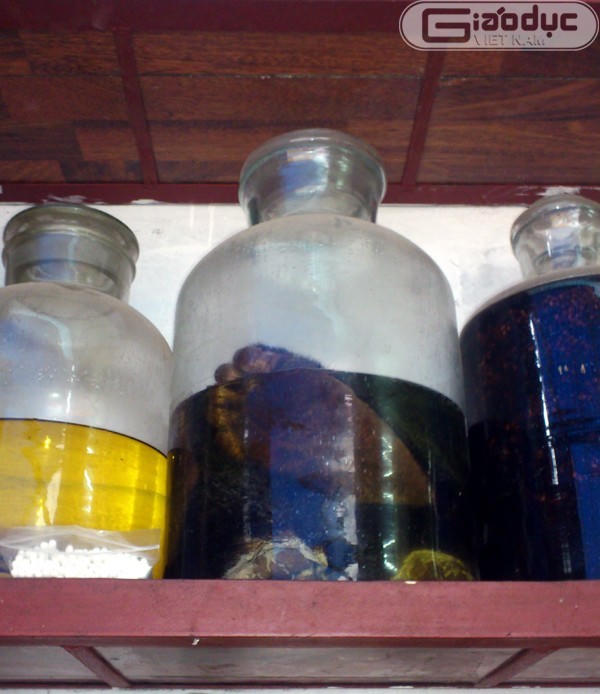 hổ-con, cao-hổ-cốt, chân-gấu, tay-gấu, động-vật, quý-hiếm, đại-gia, thú-chơi, vò-rượu, ngâm rượu, sách-đỏ, hà-nàm-hổ, ngâm-rượu, rượu-ngâm