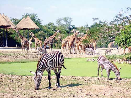 Chậm triển khai, hàng trăm ha đất bị tái chiếm