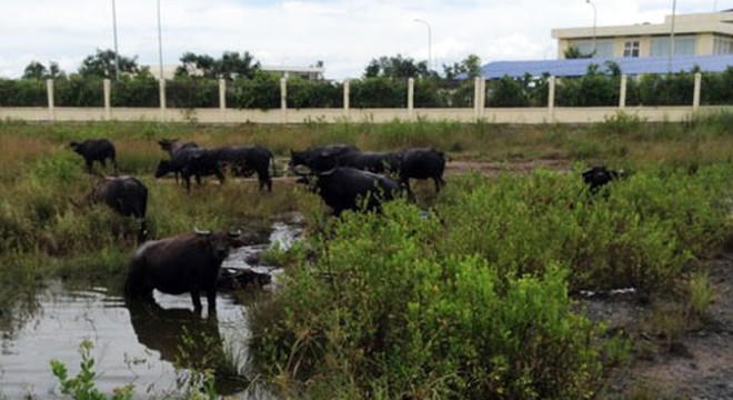 Danh tính các khu công nghiệp có nguy cơ bị thu hồi