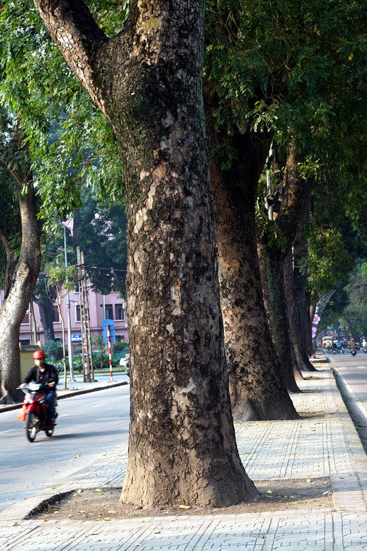 6.700 cây xanh; Hà Nội; chặt hạ