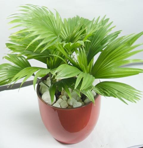 10 loại cây cảnh giúp hút khí độc trong nhà