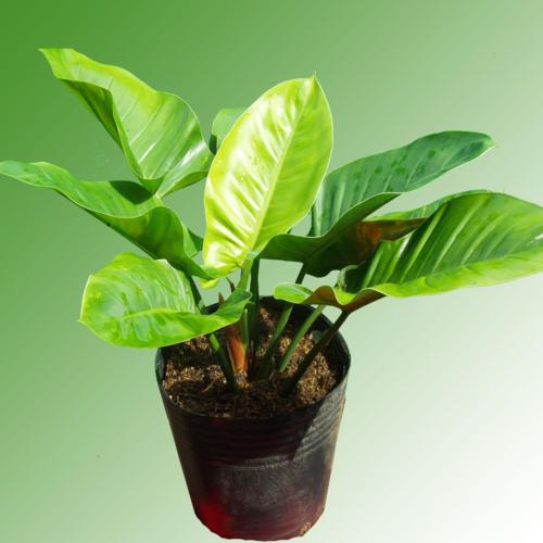 Muốn thăng tiến nhanh, tiền và tài lộc vào bạn hãy để cây này trên bàn