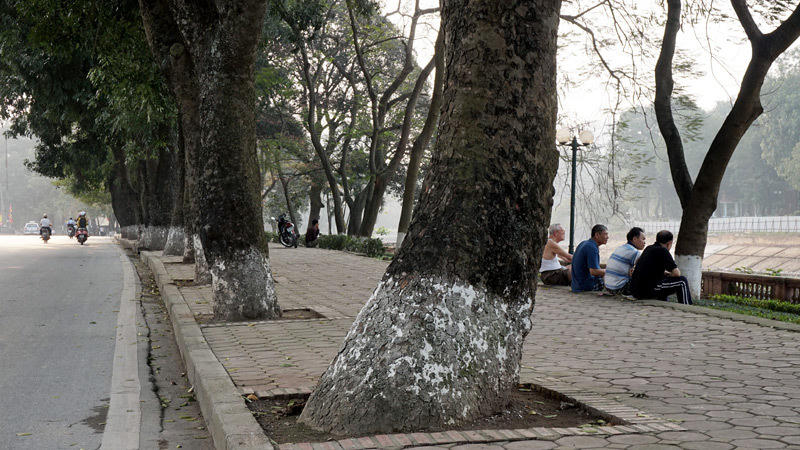 6.700 cây xanh; Hà Nội; chặt hạ