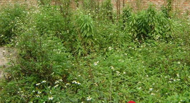 Hà Nội: Đất thổ cư ngoại thành lại đông khách