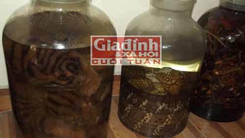hổ-con, cao-hổ-cốt, chân-gấu, tay-gấu, động-vật, quý-hiếm, đại-gia, thú-chơi, vò-rượu, ngâm rượu, sách-đỏ, hà-nàm-hổ, ngâm-rượu, rượu-ngâm