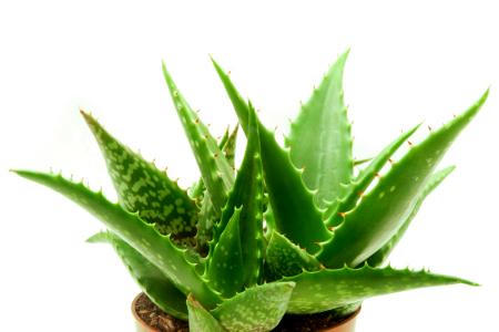 10 loại cây cảnh giúp hút khí độc trong nhà