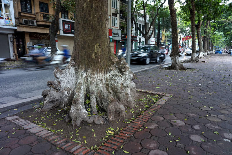 6.700 cây xanh; Hà Nội; chặt hạ