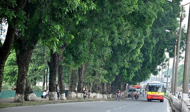 Tiếp tục dự án tuyến đường sắt đô thị số 3, Hà Nội lại chuẩn bị chặt cây xanh