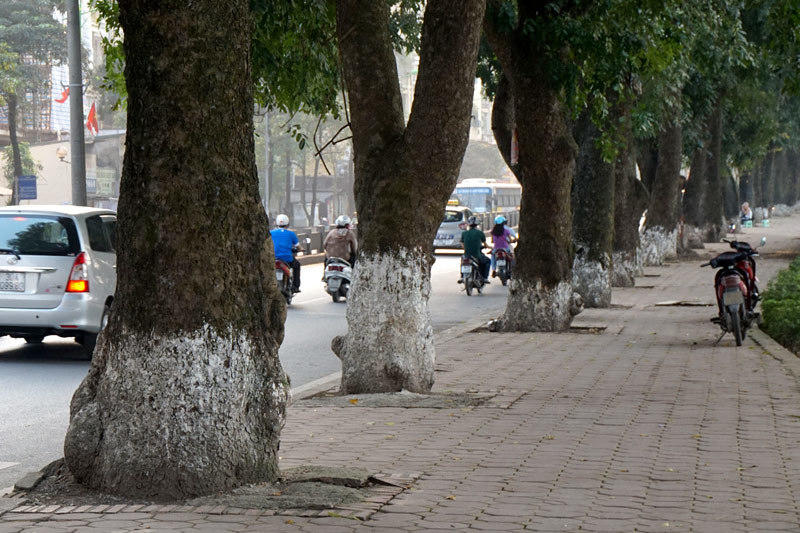 6.700 cây xanh; Hà Nội; chặt hạ