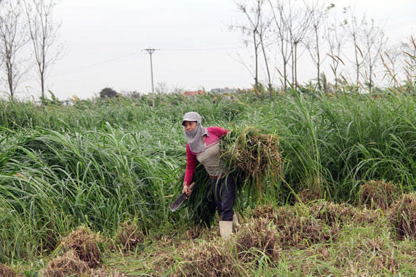 FLC Vĩnh Thịnh thâu tóm đất nông nghiệp: Sai phạm chồng sai phạm