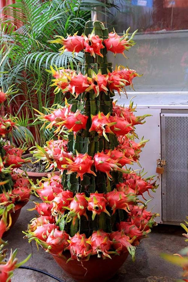 Gợi ý các loại cây cảnh nên mua trang trí nhà đón tài lộc cả năm