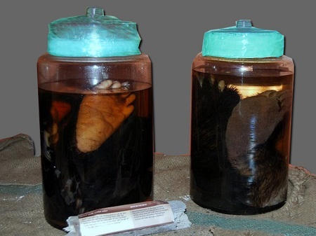 hổ-con, cao-hổ-cốt, chân-gấu, tay-gấu, động-vật, quý-hiếm, đại-gia, thú-chơi, vò-rượu, ngâm rượu, sách-đỏ, hà-nàm-hổ, ngâm-rượu, rượu-ngâm