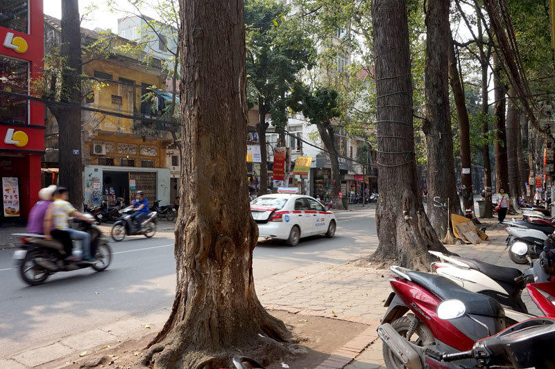 6.700 cây xanh; Hà Nội; chặt hạ