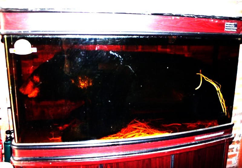 hổ-con, cao-hổ-cốt, chân-gấu, tay-gấu, động-vật, quý-hiếm, đại-gia, thú-chơi, vò-rượu, ngâm rượu, sách-đỏ, hà-nàm-hổ, ngâm-rượu, rượu-ngâm