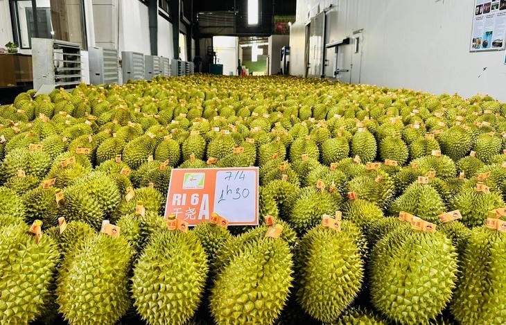 Việc dừng kiểm nghiệm sầu riêng xuất khẩu: Xác định rõ nguyên nhân và trách nhiệm tổ chức, cá nhân