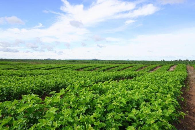 Hơn 50 quỹ đầu tư và công ty chứng khoán “mục sở thị” dự án HAGL