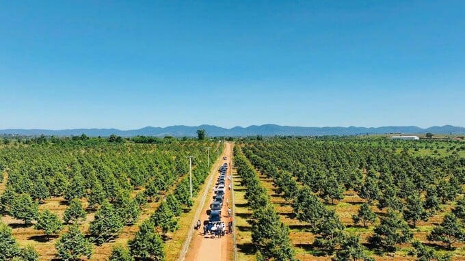 Hơn 50 quỹ đầu tư và công ty chứng khoán “mục sở thị” dự án HAGL