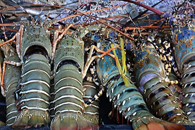 Xuất khẩu tôm hùm Việt Nam đạt kỷ lục 712 triệu USD