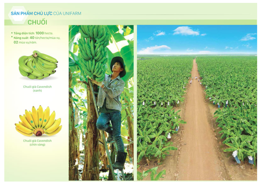 Unifarm giới thiệu trên website rằng chuối là sản phẩm chủ lực.