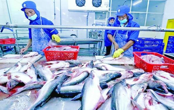 Xuất khẩu cá tra năm 2026 dự kiến đạt 2,3 tỷ USD