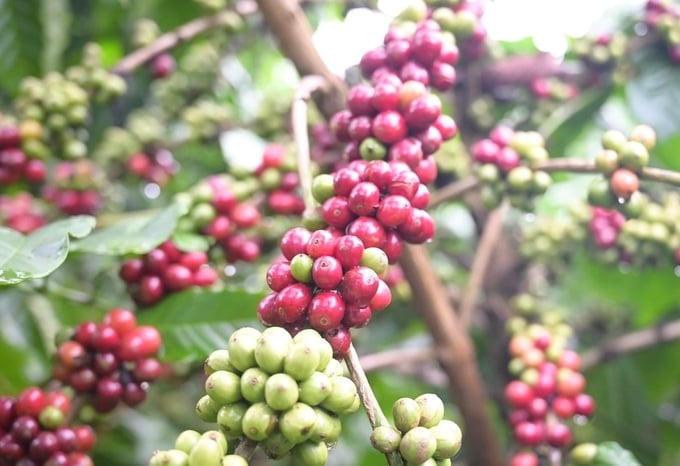 Giá cà phê trong nước tăng thêm 1.600-1.800 đồng/kg
