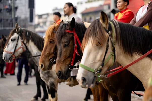Khoảnh khắc ấn tượng nhất Hội chợ Mùa Xuân 2026: Màn diễu hành Việt phục kết hợp Kỵ binh uy nghi. Sự xuất hiện của những chú ngựa thật - linh vật của năm Bính Ngọ - cùng dàn nam thanh nữ tú trong cổ phục tạo nên những khung hình đẹp “tuyệt đối điện ảnh”.