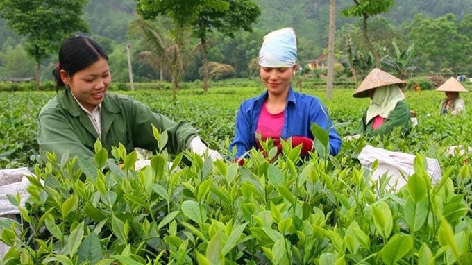 Đẩy mạnh ứng dụng khoa học, công nghệ nâng cao giá trị ngành chè