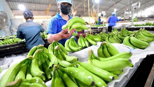 Trái cây tươi nhập khẩu từ Trung Quốc để bán trong nước thì thuế suất thuế GTGT là bao nhiêu?