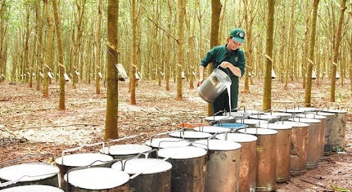 Cao su Bà Rịa đặt mục tiêu doanh thu gần 728 tỷ đồng, lãi trước thuế hơn 229 tỷ đồng năm 2026