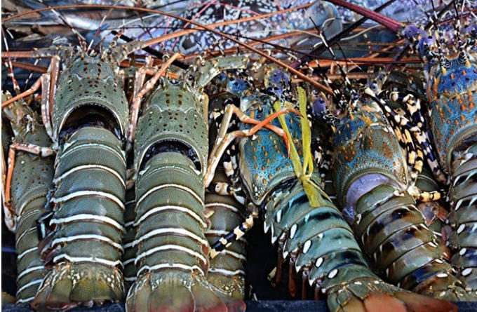 Xuất khẩu tôm sang Trung Quốc đạt 1,3 tỷ USD, tôm hùm xanh dẫn sóng