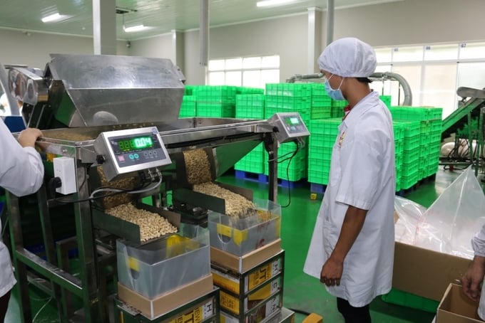 Kaizen - Chìa khóa nâng cao năng suất ngành điều