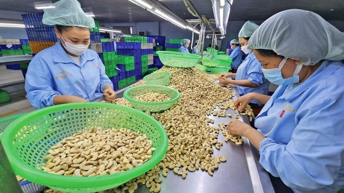 Kaizen - Chìa khóa nâng cao năng suất ngành điều