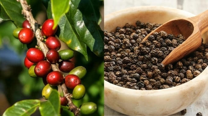 Giá cà phê, hồ tiêu đồng loạt bật tăng