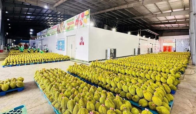 Kim ngạch xuất khẩu sầu riêng tăng 275%