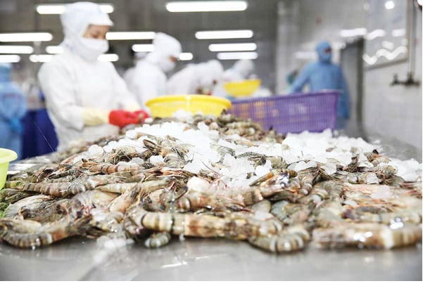 Đòn thuế quan 25% từ Mỹ làm gia tăng rủi ro cho xuất khẩu tôm Việt Nam
