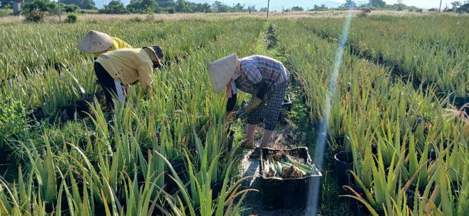 Lợi nhuận ròng của GC Food vượt mốc 100 tỷ đồng