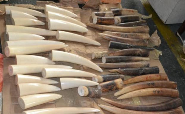 Nam Phi bắt đại gia kim cương Chu Đăng Khoa